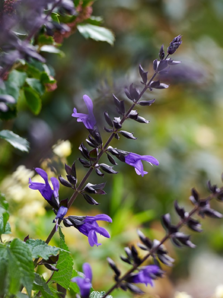 Salvia - Salgoon Lake Blueberry