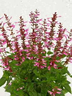 Salvia - Salgoon Lake Garda