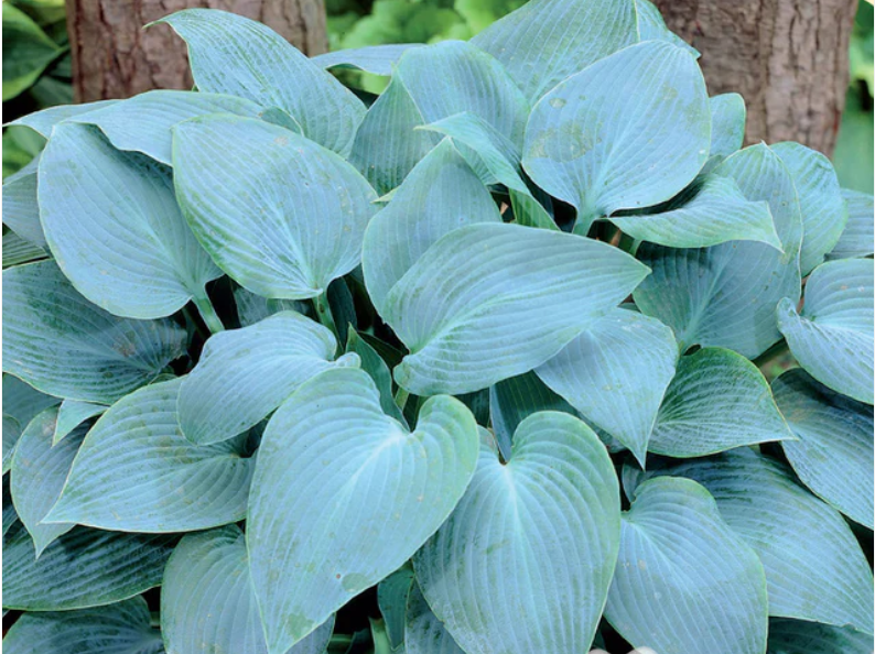 Hosta Canadian Blue