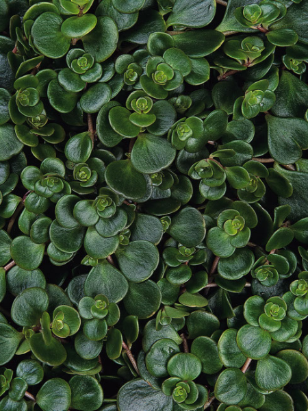 Sedum - Creeping Coral Reef
