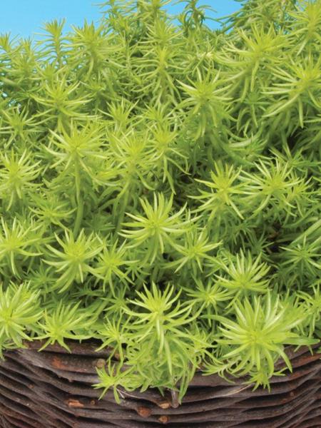 Sedum - Creeping Lemon Ball
