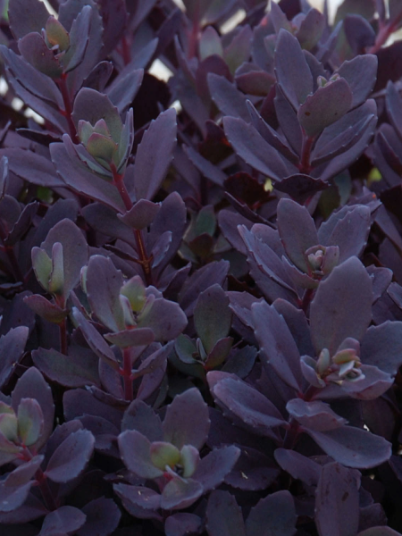 Sedum - Sunsparkler® Plum Dazzled