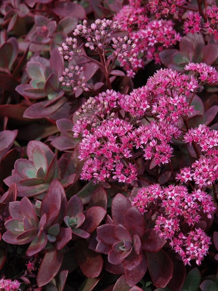Sedum - Sunsparkler® Firecracker