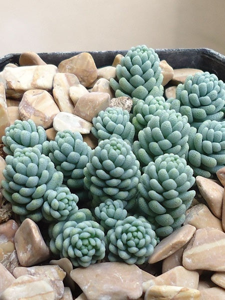 Sedum - Creeping dasyphyllum Major