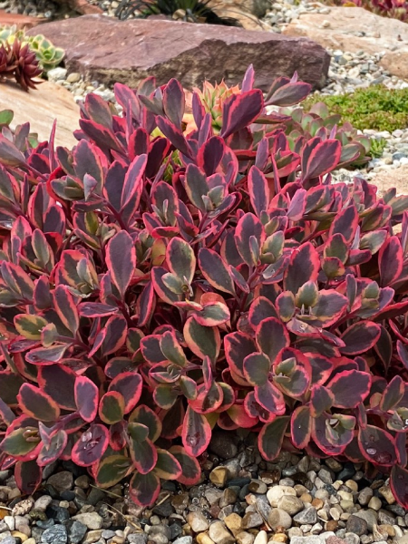 Sedum - Sunsparkler® Dazzling Dynamite