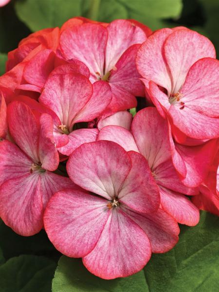 Seed Geranium Pinto Premium Rose Bicolor