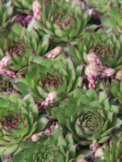 Sepervivum Hens & Chicks Sunset