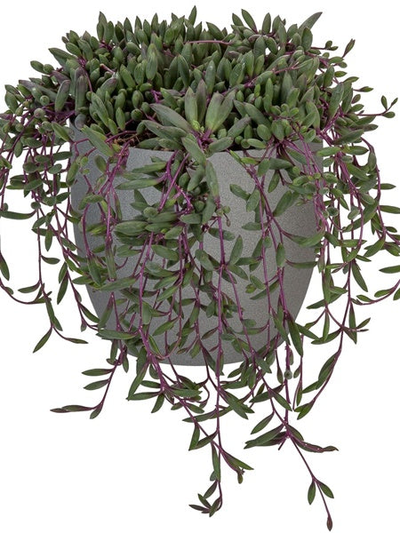 Hanging Basket - Senecio Herrianus Purple Flush