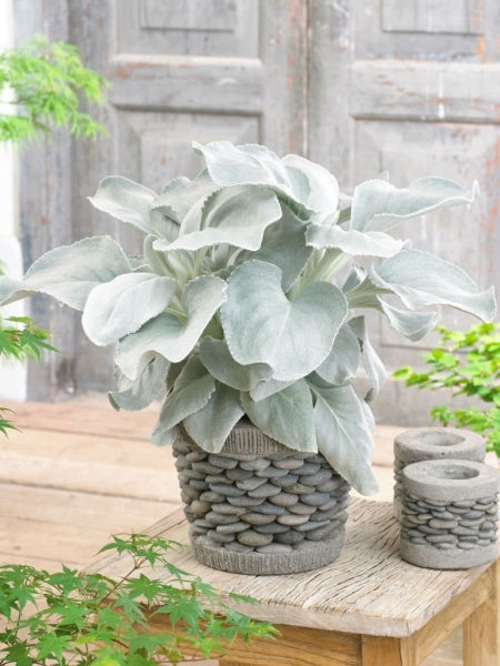 angel wings succulent for sale Senecio