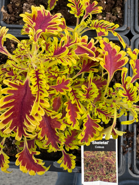 Coleus Skeletal