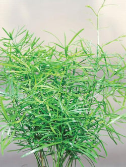 Asparagus Fern - Sprengeri
