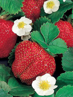 Strawberry - Fragoo White