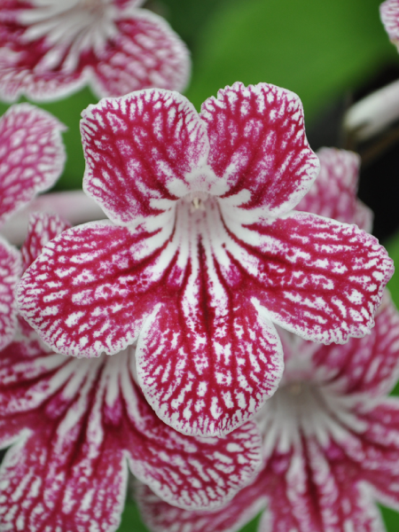 Cape Primrose - Ladyslippers® Cherry Ice