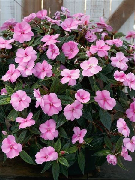 Hanging Basket - Sun Splash