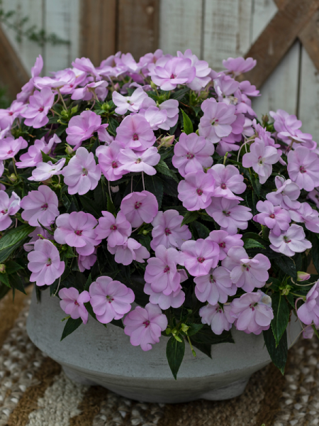 Sunpatiens - Compact Orchid Blush
