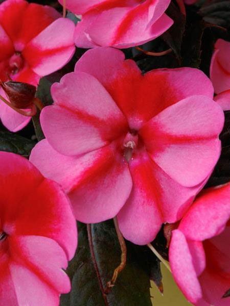 Sunpatiens - Compact Red Candy