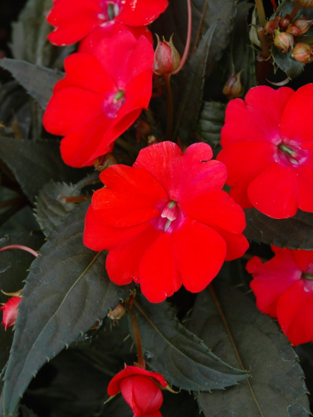 Sunpatiens Vigorous Red