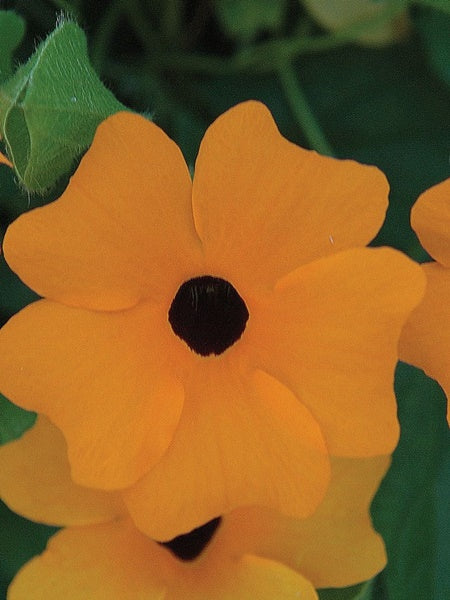 Thunbergia - Black-Eyed Susan Vine Sunny Susy® New Orange