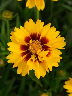 Tickseed - Solanna Sunset Bright