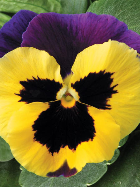 Hanging Basket Pansy Top Wave Purple Sunburst