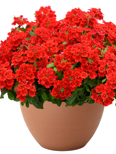 Verbena - Vanessa™ Compact Hot Red