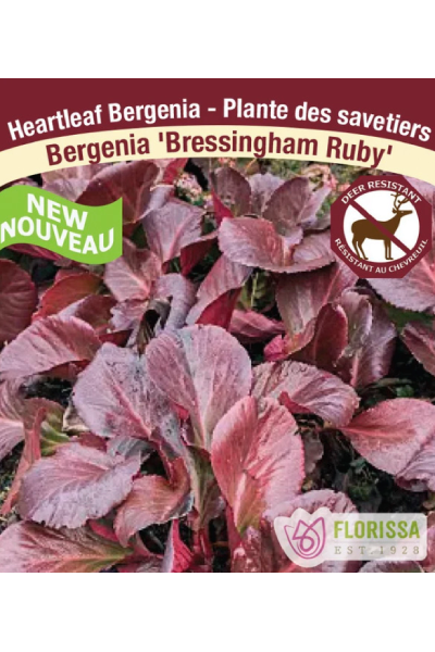 Bergenia Heartleaf Bressingham Ruby