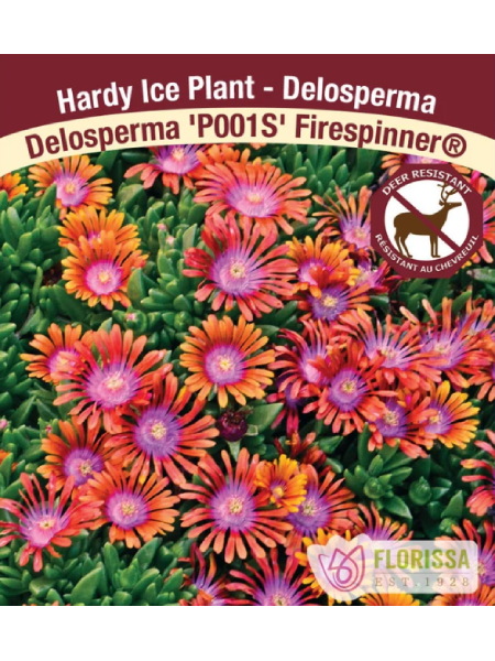 Ice Plant Delosperma Fire Spinner
