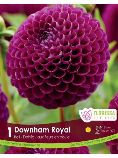 Dahlia Ball Downham Royal