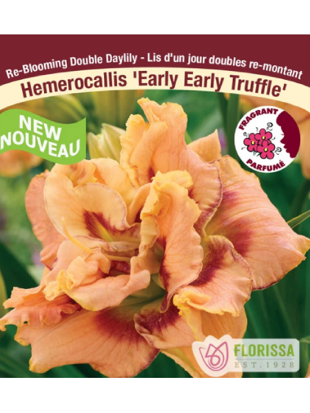 Hemerocallis  Daylily Reblooming Early Early Truffle