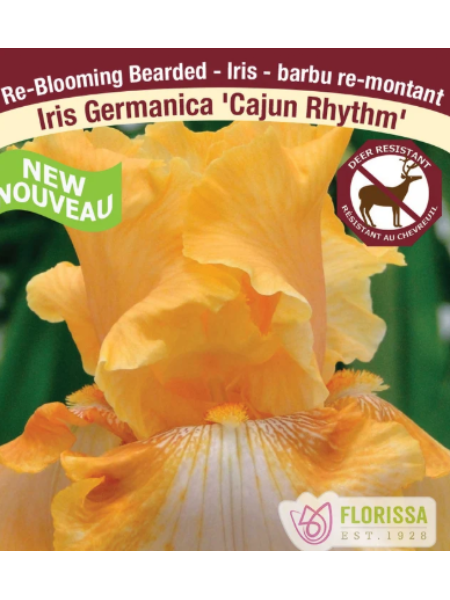 Iris Germanica Reblooming 'Cajun Rhythm'