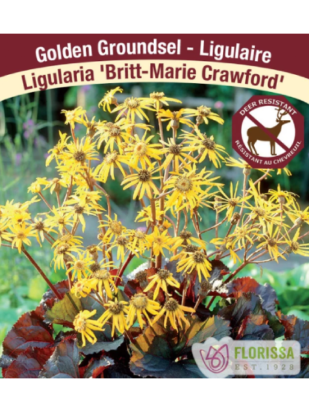 Ligularia Britt-Marie Crawford