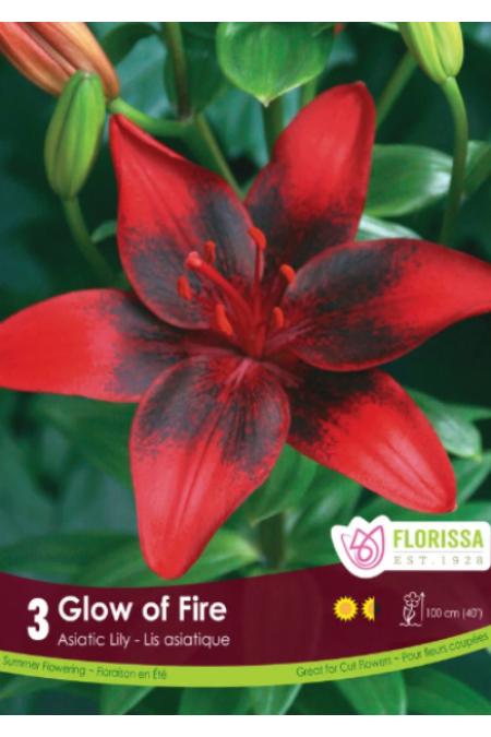 Lily Asiatic Glow of Fire