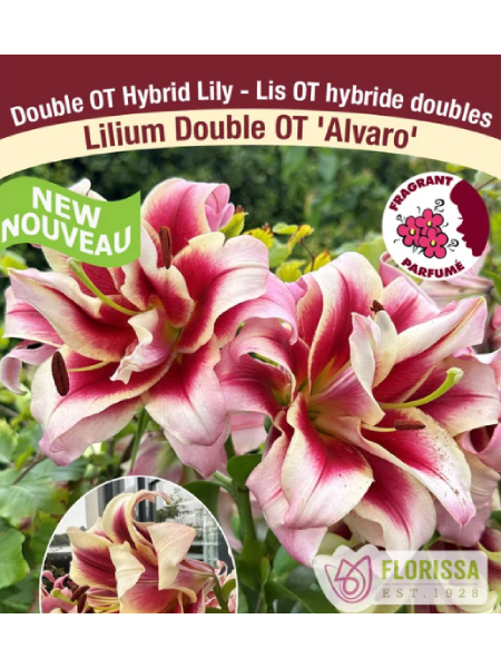Lily O/T Dbl Hybrid Alvaro