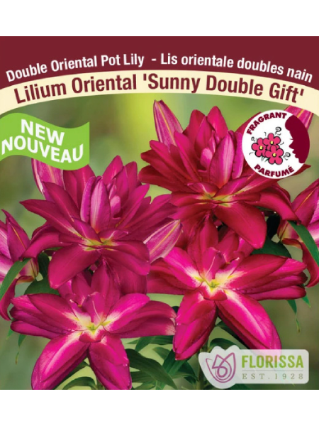 Lily Oriental Sunny Double Gift