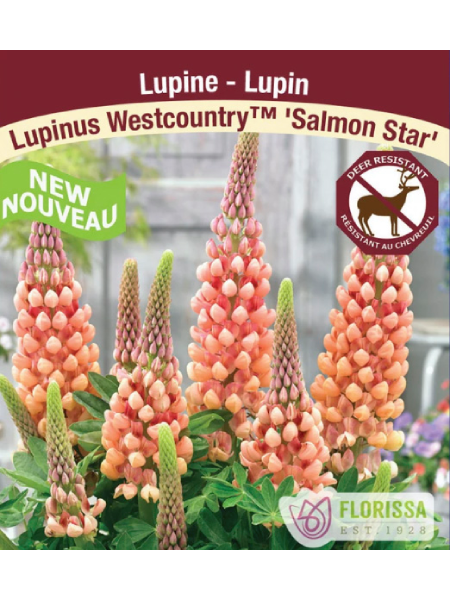 Lupine Westcountry Salmon Star