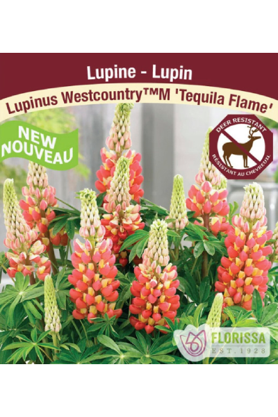 Lupine Westcountry Tequila Flame