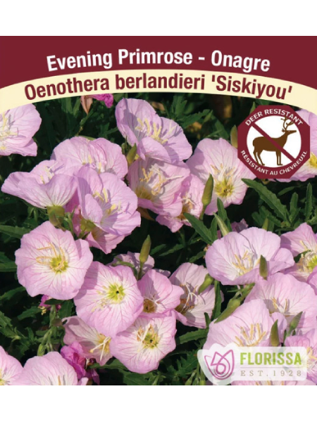 Primrose Oenothera 'Siskiyou' Pink
