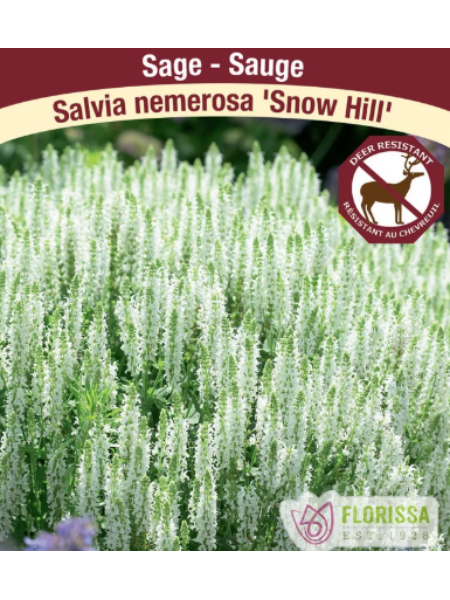 Salvia Nemorosa 'Snow Hill'