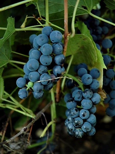 Grape Vine - Valiant - 1 Gallon
