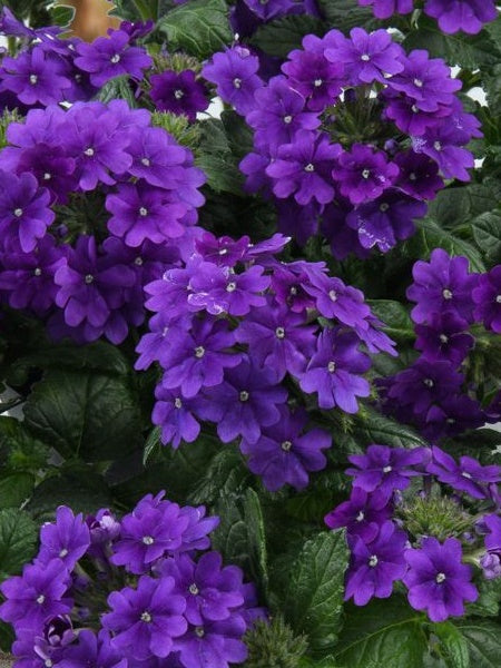 Hanging Basket - Wild Blue Yonder