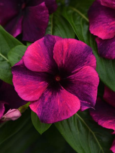 Vinca - Tattoo Black Cherry
