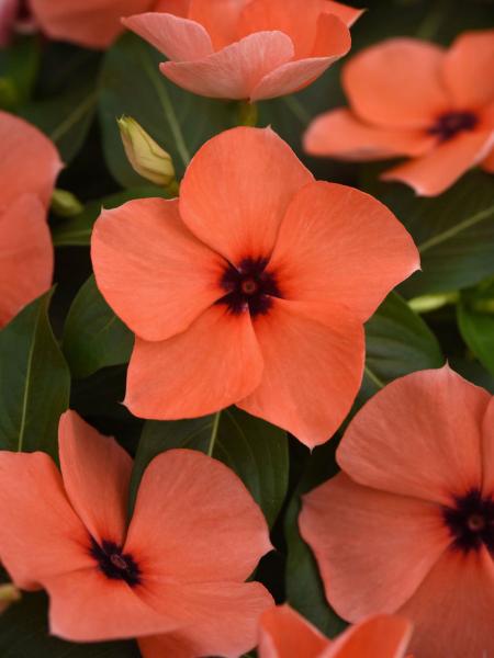 Vinca - Tattoo Orange