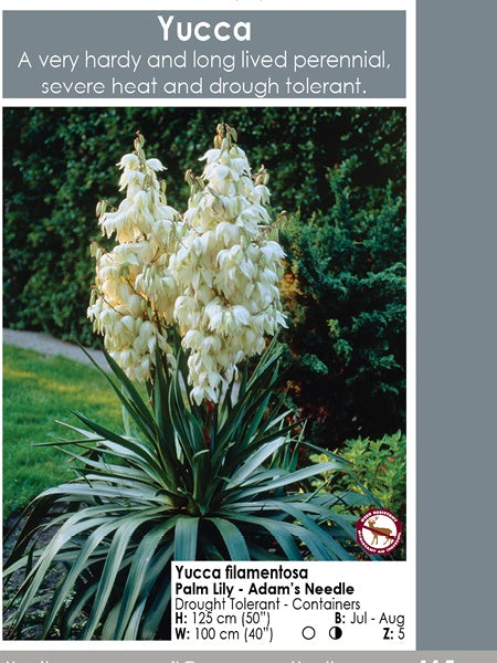 Yucca - Filamentosa Adam's Needle
