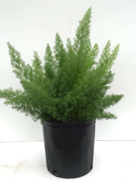 Asparagus Fern Meyerii