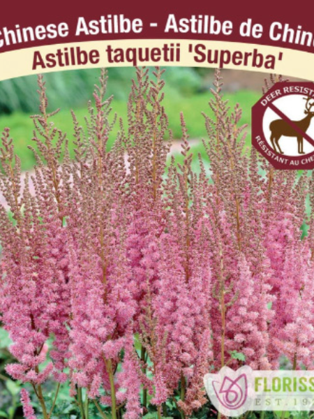 Astilbe Chinese Var. Taquetii Superba
