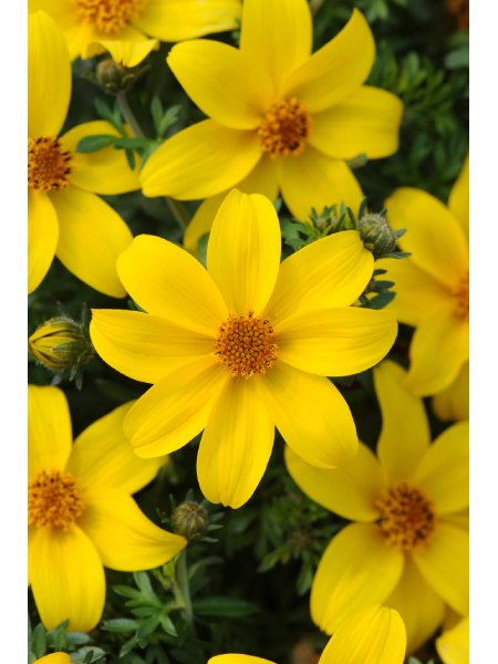 Bidens - Sun Drop