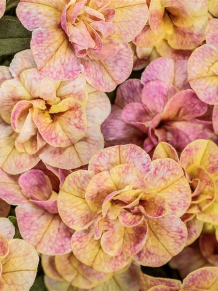 Calibrachoa Superbells Magic Grapefruit Double