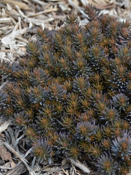 Sedum - Creeping Chocolate Ball