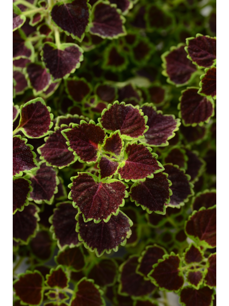 Coleus - Burgundy Wedding Train