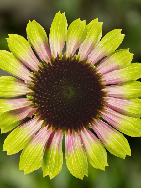 Echinacea  Prairie Blaze Vintage Lime